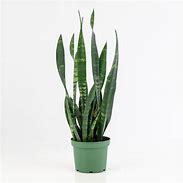 Image result for Garden Plants at Lowe's
