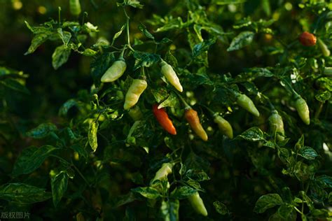 辣椒又可以采摘了，及时采摘成熟辣椒，可以促进辣椒多开花多结果