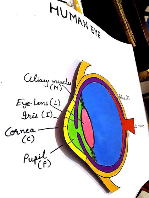 Image result for Science Eye Projects Tutorial