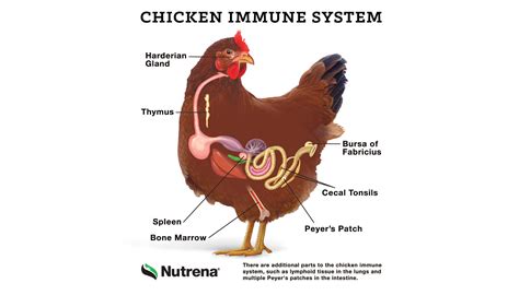 Chicken Digestive and Immune System Explained
