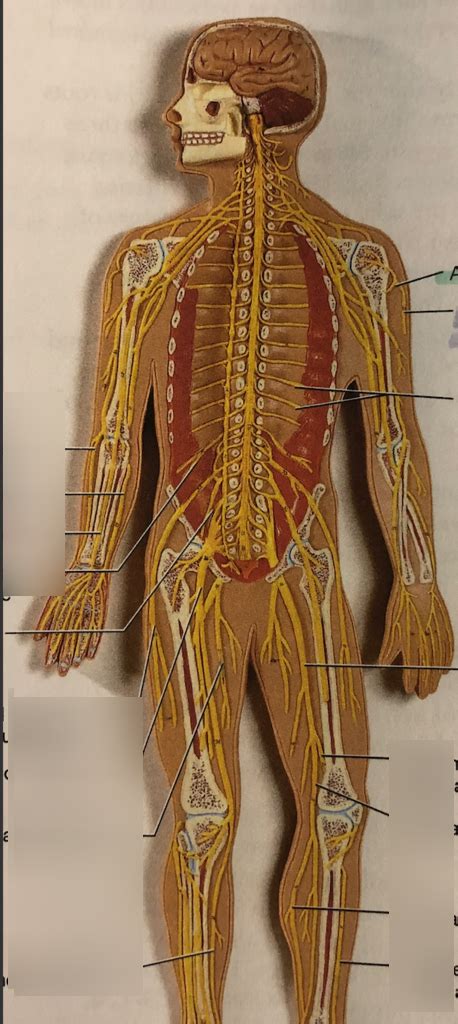 Peripheral Nervous System Diagram | Quizlet