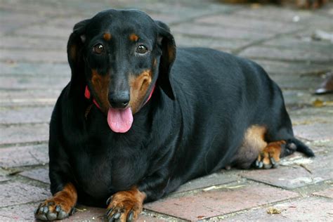 Icterus in Dogs - Symptoms, Causes, Diagnosis, Treatment, Recovery ...