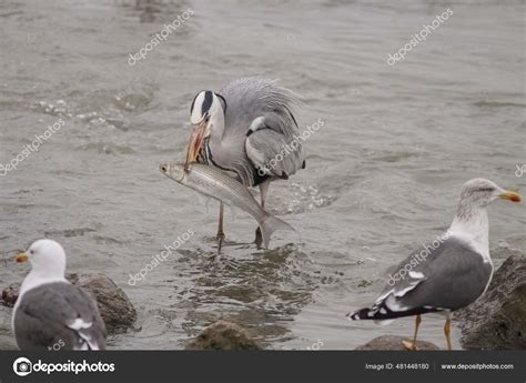 Heron Eating Mullet Had Just Caught Douro River — Stock Photo © zacariasdamata #481448180