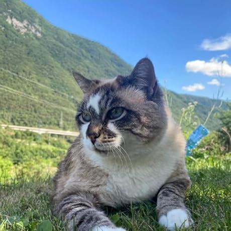 Amazon.in: Buy VEIKK A15PRO Graphic Drawing Pen Tablet 10 * 6 inch with ...