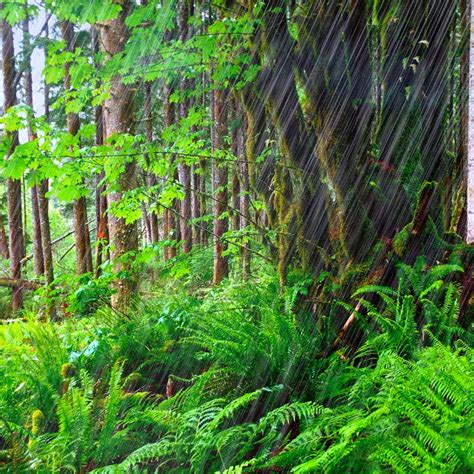 Listen to Forest Rain Sounds for Sleeping or Studying (75 Minutes) by ...