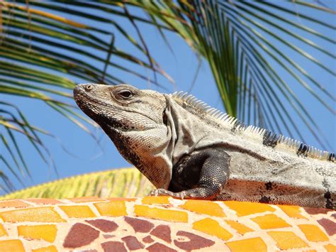 Free Images : nature, animal, wildlife, wild, green, palm, tropical, iguana, fauna, lizard ...