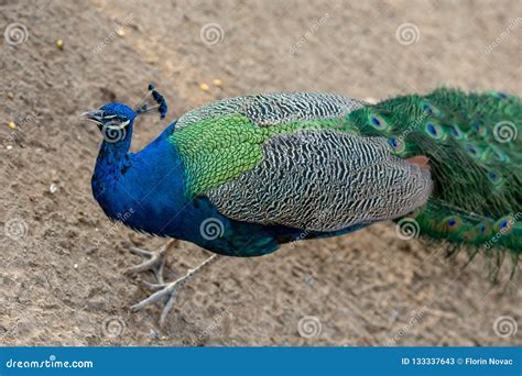Amazing Peacock in Search for Food Stock Image - Image of love ...