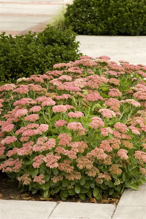 Autumn Joy Sedum, Sedum spectabile 'Autumn Joy', Monrovia Plant