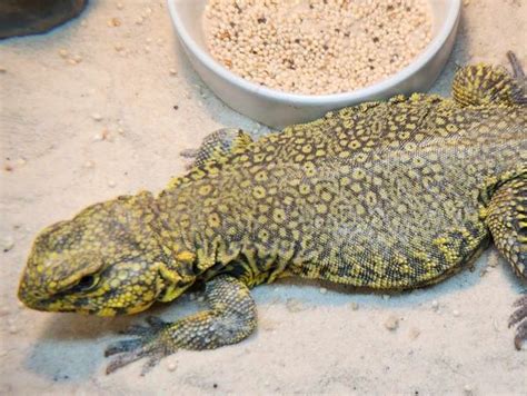 Reptiles | Exotic Envy Reptiles
