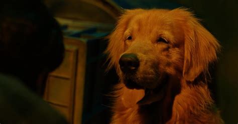 Director AL Vijay speaks about upcoming Tamil film ‘Watchman’, starring ...