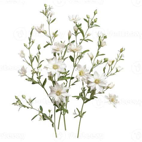 White flowers with green stems in a garden setting transparent 50759627 PNG