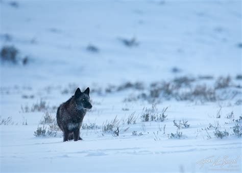 Image result for Gray Wolves Yellowstone