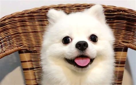 博美犬小狗的特写脸躺在孤立的白色背景上用于宠物和动高清图片下载-正版图片503054546-摄图网