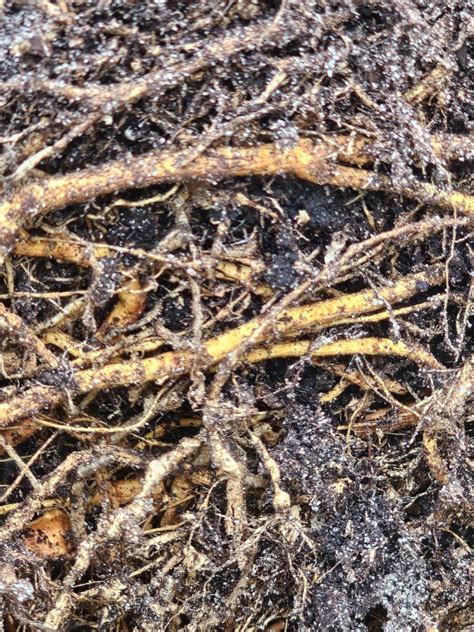 Image result for Hibiscus Plant Root System