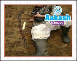 Earthworm: Morphology, Clitellum, Structures Common to Most Segments ...