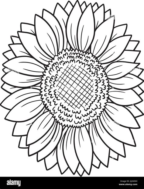 Coloring Sunflower Pages