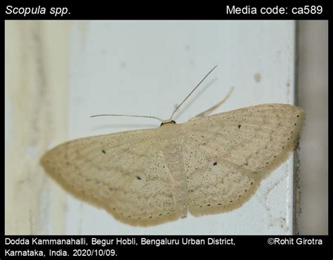 Scopula spp. | Moths