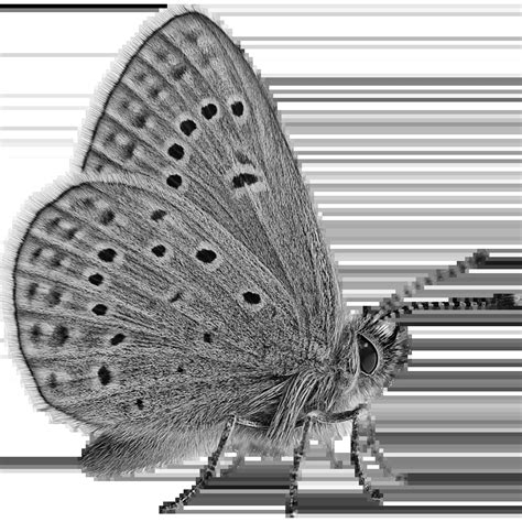 AnimalHub: Housefly, Musca Domestica - Facts, diet, habitat & more