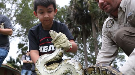 Image result for Python Snake Florida