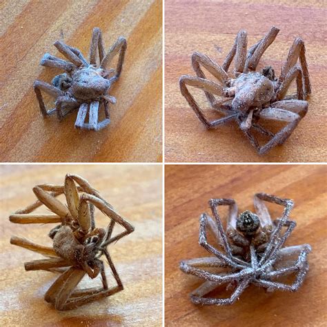 Kuvatulokset haulle how to know when spider is dead