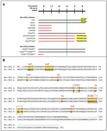 Drosophila Protein Kinase CK2: Genetics, Regulatory Complexity and ...
