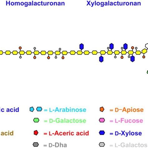 Image result for Pectin Structure