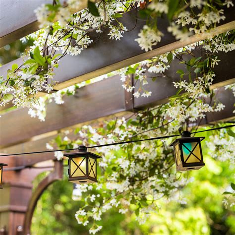 Piante rampicanti: come coltivarle in giardino e in balcone | Bennet Online