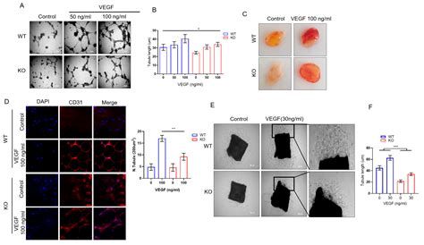 DRG2 Depletion Promotes Endothelial Cell Senescence and Vascular ...