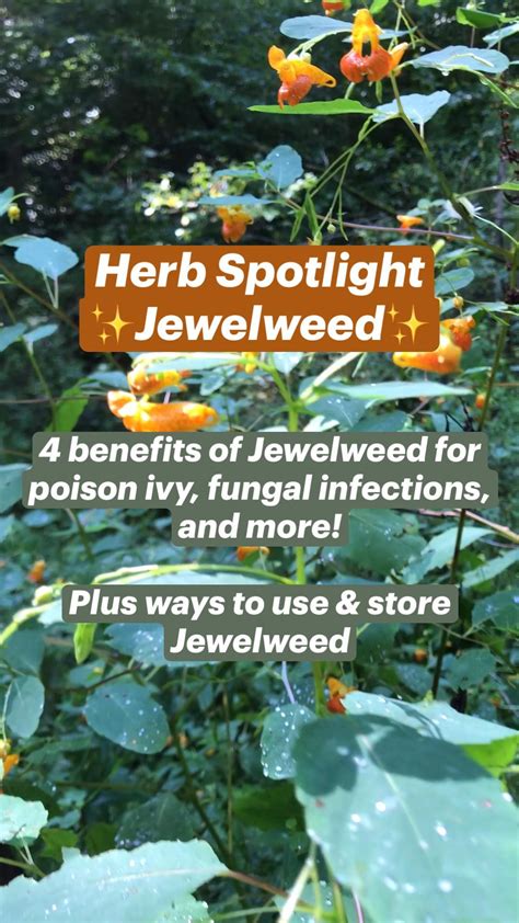 Poison Ivy Infection