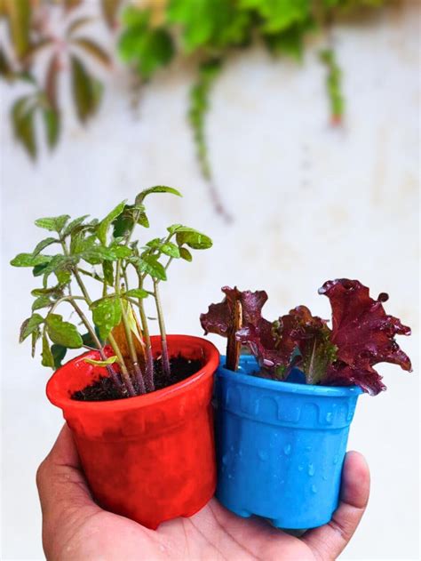 DIY Gardening Kit | 3 in 1 DIY Gardening Kits | Bombay Greens