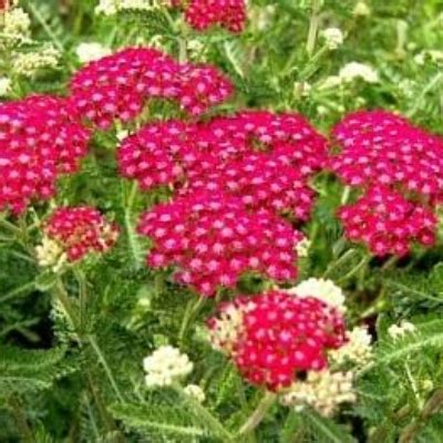 Тысячелистник Церас Квин (Cerise Queen): описание сорта, характеристики ...
