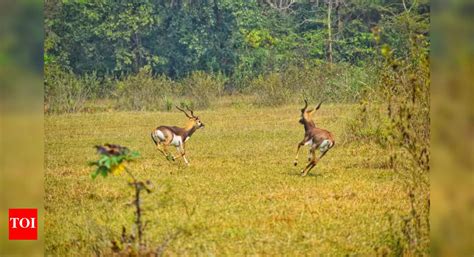 Ganjam conducts biannual blackbuck census | Bhubaneswar News - The ...