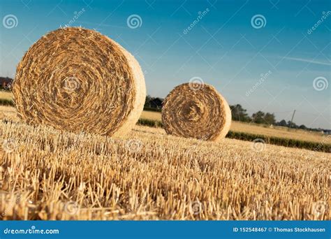 Hay bundles on a field stock image. Image of hours, farm - 152548467