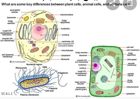 Chad drew a diagram to compare animal cells and bacterial cells. Which ...