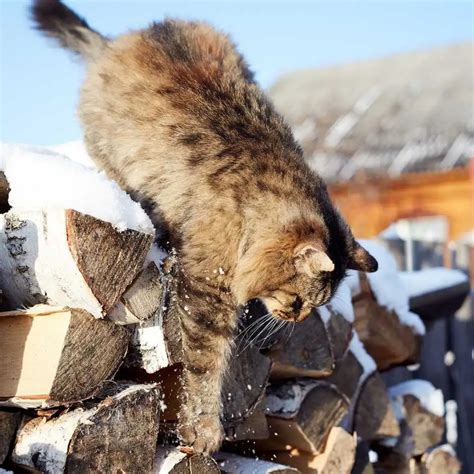 Siberian Cat Breed: History, Care Tips & Price in India – HankPets | HANK