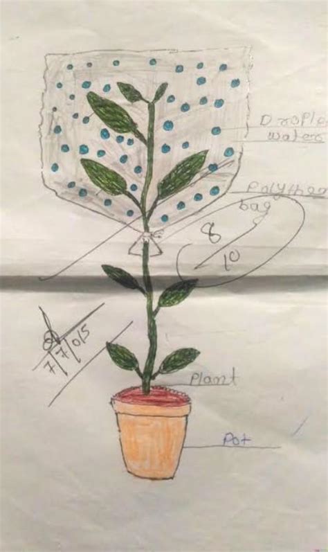 Draw a well labelled diagram of transpiration in a plant ( make it in a ...