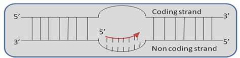 Figure 28.2 : Difference between coding and non coding strand