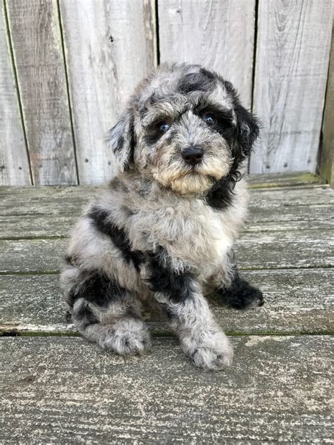 Suri x Pretzel Mini Aussiedoodle DOB 7/14/2019 Photos Posted 9/2/2019 ...