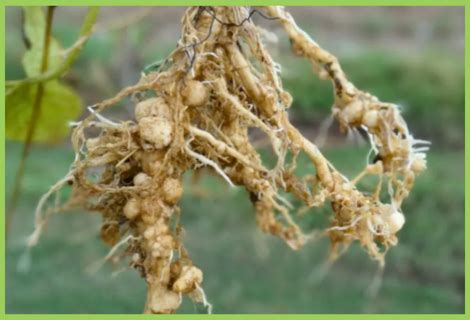 Bitter gourd Nematode | Bitter gourd Pest | Symptoms & Control Measures ...