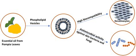 Comparison between Citral and Pompia Essential Oil Loaded in ...