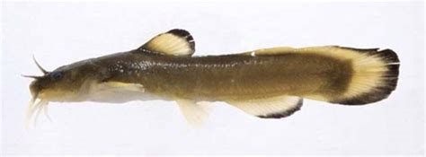 7 Notable Members of Catfish Family - Pets Hyme