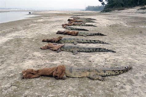 Conservation success story: How gharials were bought back from the ...