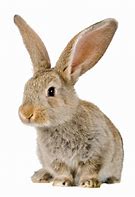 Image result for White Baby Bunny Wallpaper Cute