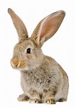 Image result for Baby Bunnies Wallpaper