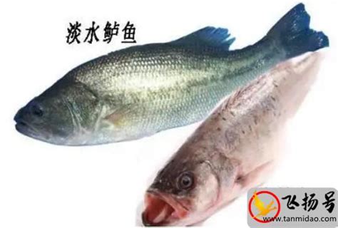 鲈鱼多少钱一斤（市场价一般在15-25元/斤左右）-飞扬号