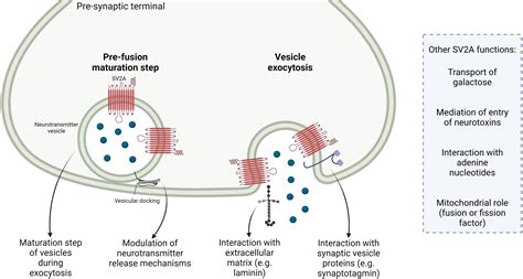 Synaptic Vesicle Membrane Proteins
