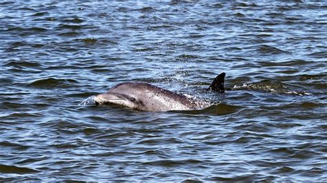 Fun time on the water. - Reviews, Photos - Captain Derek's Dolphin ...