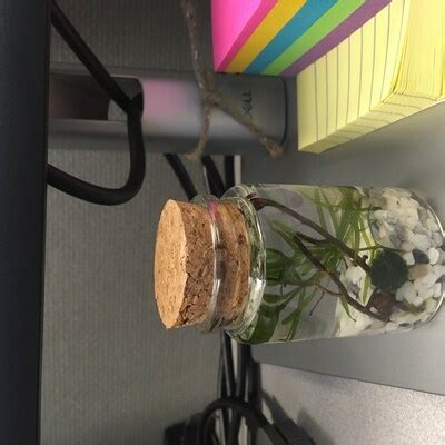 Image result for DIY Java Moss Decorations