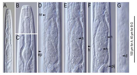 Taxonomy and Identification of Principal Foliar Nematode Species ...
