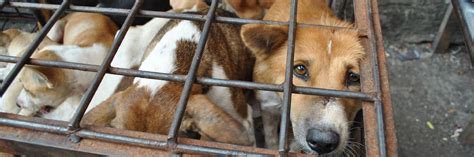 Caring for Dogs Rescued from the Dog Meat Trade - FOUR PAWS ...